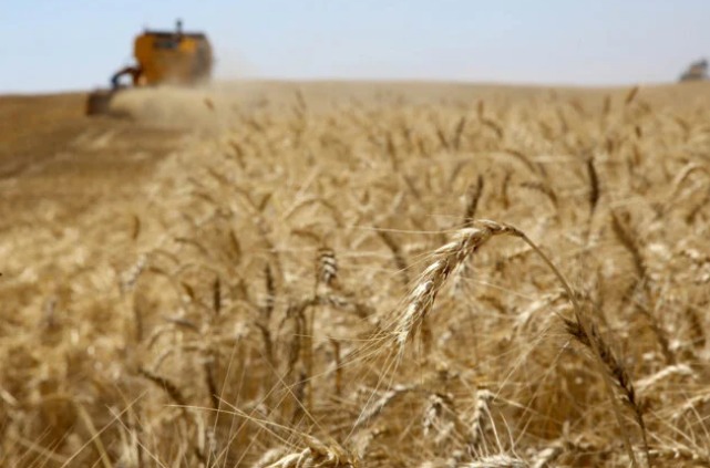 Semeadura de trigo atinge 88% no Paraná; colheita de café está em 40%